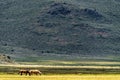 Horses Grazing In A Meadow On A Beautiful Spring Day