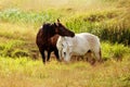 Two horses grazing on the meadow Royalty Free Stock Photo