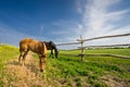 Two horses grazing in meadow near fence Royalty Free Stock Photo