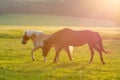 Two horses grazing in a meadow at the sunset Royalty Free Stock Photo