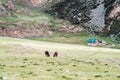 Two horses grazing near a cattle farm Royalty Free Stock Photo