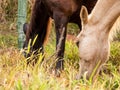 Two horses grazing - one brown, one golden. Royalty Free Stock Photo