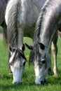 Two horses grazing in a pasture Royalty Free Stock Photo