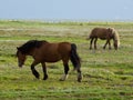 Two horses grazing peacefully in a lush, open field. East Frisia, Germany. Royalty Free Stock Photo