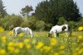 Two horses grazing peacefully under the sun Royalty Free Stock Photo