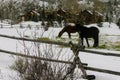 Two horses grazing in a snowy field near Vail, Colorado