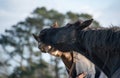 Two Horses Greeting and biting each other Royalty Free Stock Photo