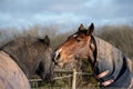 Two Horses Greeting and biting each other Royalty Free Stock Photo