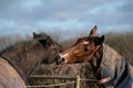 Two Horses Greeting and biting each other Royalty Free Stock Photo