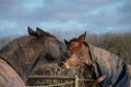 Two Horses Greeting and biting each other Royalty Free Stock Photo