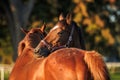 Two horses grooming, biting and scratching each other on pasture Royalty Free Stock Photo
