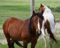 Two Horses Hanging Out Royalty Free Stock Photo