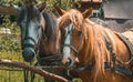 Two horses in a harness. Horses on a rural farm Royalty Free Stock Photo