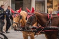 Two horses in a harness in red caps Royalty Free Stock Photo