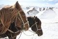 Two horses in harness in the winter in the mountains Royalty Free Stock Photo