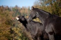 Two horses have fun and make funny faces. smiling horse make grimace Royalty Free Stock Photo