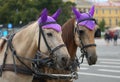 Two horses` heads in harness with foreheads Royalty Free Stock Photo