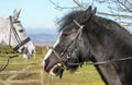 Two horses heads Royalty Free Stock Photo