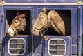Two horses heads sticking out of windows of old rusty livestock trailer - close-up Royalty Free Stock Photo
