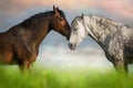 Two horses hugging Royalty Free Stock Photo