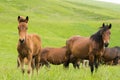 Two horses Royalty Free Stock Photo