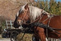 two horses hitched to a cart in alsatian village