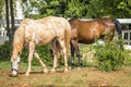 Two horses horses graze Royalty Free Stock Photo