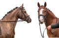 Two horses isolated on white background