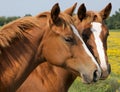 Two Horses Kissing