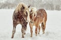 Two horses kissing each other outside on a snowy cold winter day