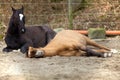 Two Horses lay down to sleep Royalty Free Stock Photo