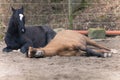 Two Horses lay down to sleep Royalty Free Stock Photo