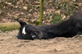 Two Horses lay down to sleep Royalty Free Stock Photo