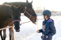 Two horses in levada paddock at winter Royalty Free Stock Photo