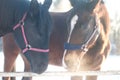 Two horses in levada paddock at winter Royalty Free Stock Photo