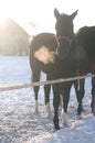 Two horses in levada paddock at winter Royalty Free Stock Photo