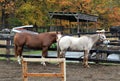 Horses all tired out