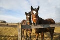 Two horses looking into a camera from behind a fence. Blue sky landscape