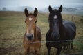 Two horses looking at the camera in foggy landscape