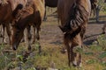 Two horses looking for food in the middle of the field Royalty Free Stock Photo