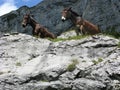 Two horses looking over an outcrop in Switzerland Royalty Free Stock Photo