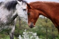 Two horses love