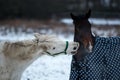 Two horses love each other.