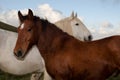 Two horses loving Royalty Free Stock Photo