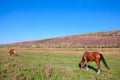 Two horses at the meadow Royalty Free Stock Photo