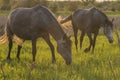 Two grey horses on the meadow on sunset 2 Royalty Free Stock Photo