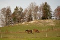 Two horses on a meadow in the Swiss jura mountains on a beautiful autumn day Royalty Free Stock Photo