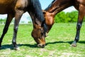 two horses in the meadow