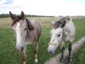 Two horses on a meadow