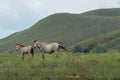 Two Horses in Moa Island, Maluku Barat Daya Royalty Free Stock Photo